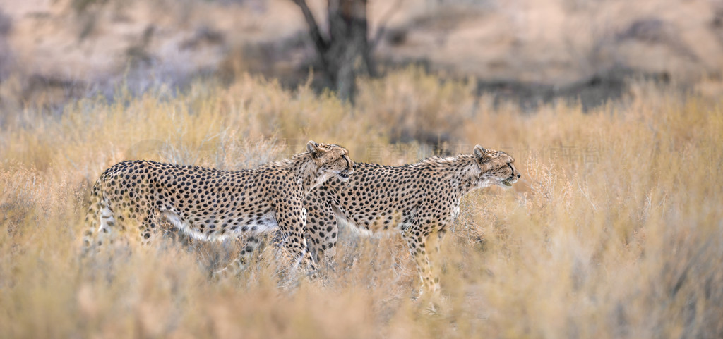 ԱϷ Kgalagadi 繫԰ߵĲͼèƶ Acinonyx jubatus 塣Ϸ Kgalagadi 羳԰Ա