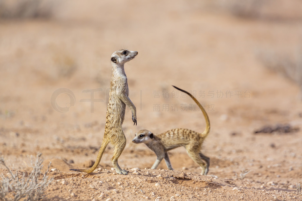 Ϸ Kgalagadi 羳԰еֻèƵ Suricata suricatta 塣Ϸ Kgalagadi 羳԰è