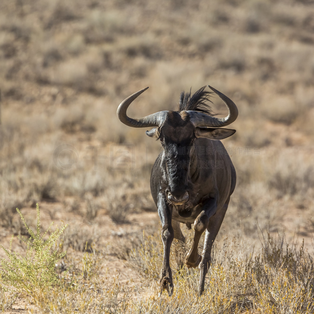 Ϸ Kgalagadi 羳԰ţƵConnochaetes taurinusϷ Kgalagadi 羳԰ɫ