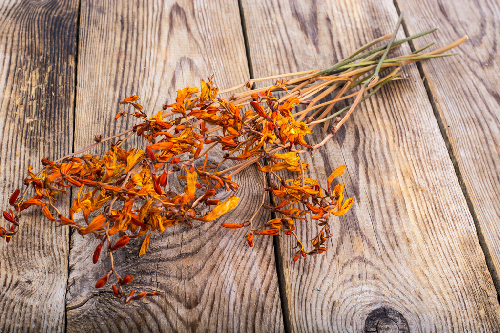 ɻ Crocosmia ľͷϡʳƬɻ Crocosmia