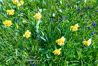 在<i>绿</i>草<i>背</i>景的美丽的春天黄色水仙花。