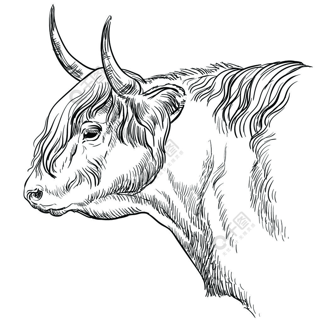 单色牛头素描手绘矢量图孤立在白色背景上用于标签海报印刷和设计的