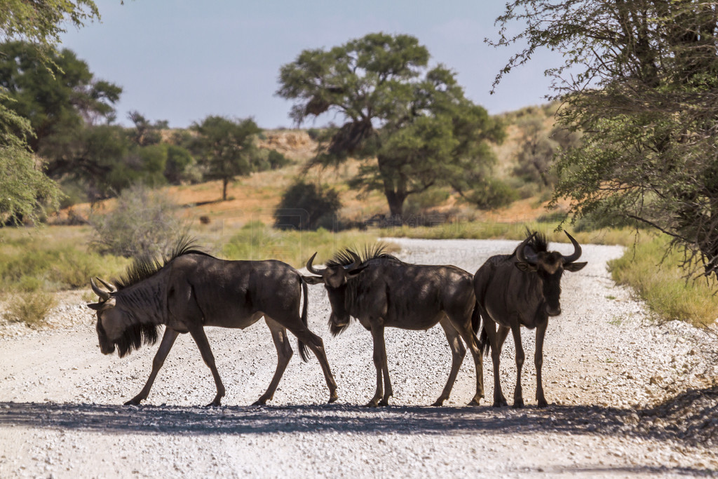 ֻɫվϷ Kgalagadi 羳԰·ϣţƵConnochaetes taurinusϷ Kgalagadi 羳԰ɫ