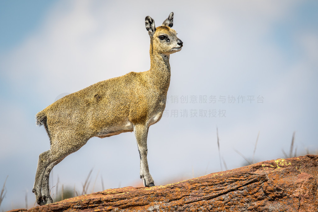 Klipspringer վʯϣϷչҹ԰