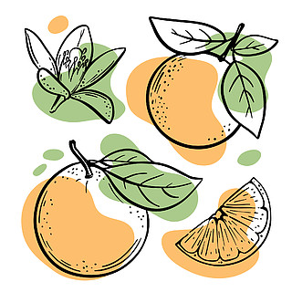 柑橘属卡通图片