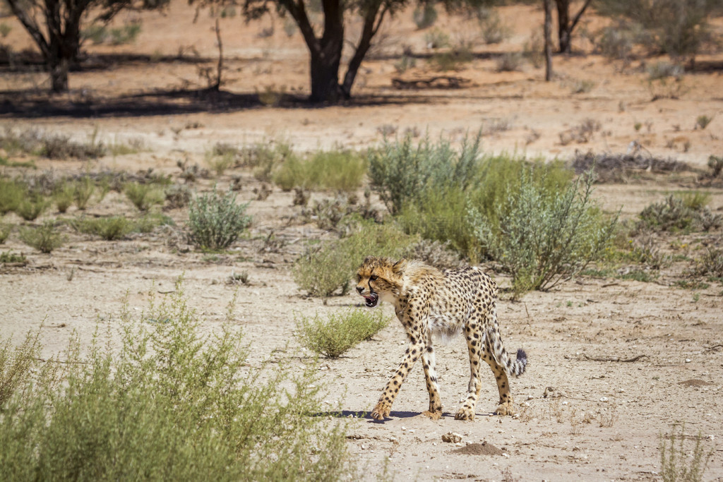 ԱϷ Kgalagadi 羳԰ĺأèƶ Acinonyx jubatus 塣Ϸ Kgalagadi 羳԰Ա