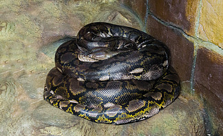 盘龙井里的蟒蛇图片