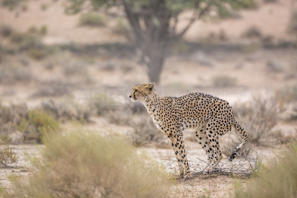 ԱϷ Kgalagadi 羳԰èƶ Acinonyx jubatus 塣Ϸ Kgalagadi 羳԰Ա