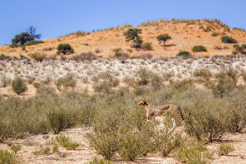 ԱϷ Kgalagadi 羳԰ɳĮУèƶ Acinonyx jubatus 塣Ϸ Kgalagadi 羳԰Ա