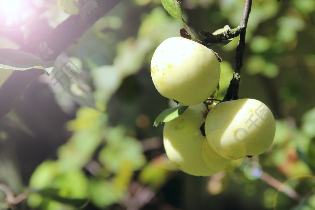 成熟的苹果挂在花园的树上乡村花园里的白苹果丰收白苹果挂在果园的树