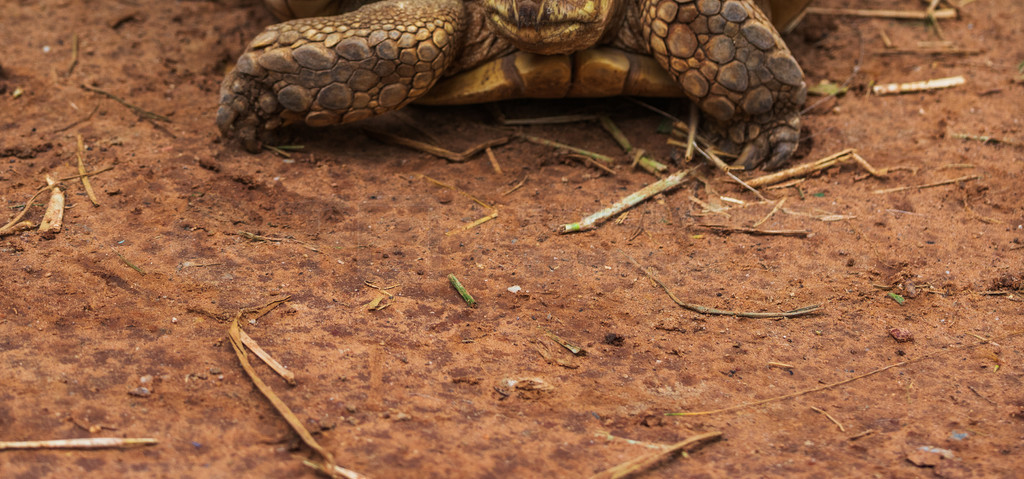 Ǵﲮ (Aldabrachelys gigantea) ڻ԰ｻ