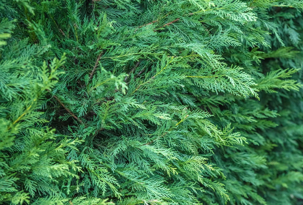 Thuja occidentalis Thuja occidentalis ǰưؿƵĳҶ°Ҷɫ