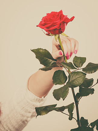手拿玫瑰花的女人图片图片