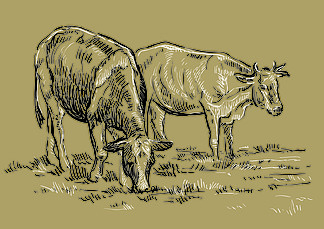 矢量手绘插<i>图</i>奶牛站在配置文件中的牧场上。单色矢量手绘草<i>图</i>插<i>图</i>在米色背景上孤立的黑白颜色。