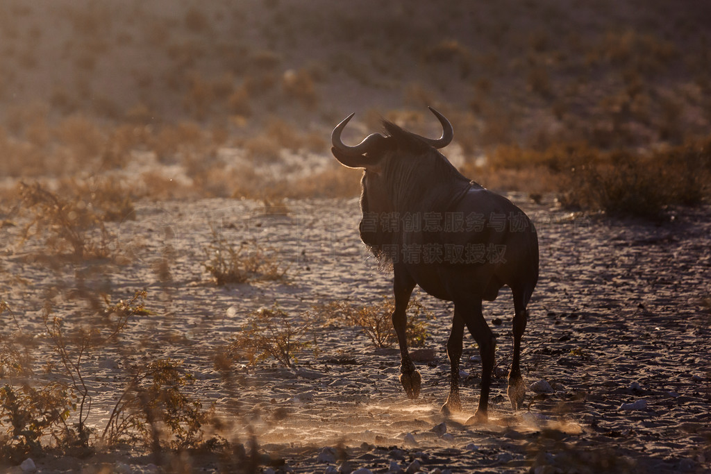 Ϸ Kgalagadi 繫԰ʱڱ±ܵɫţƵConnochaetes taurinusϷ Kgalagadi 羳԰ɫ