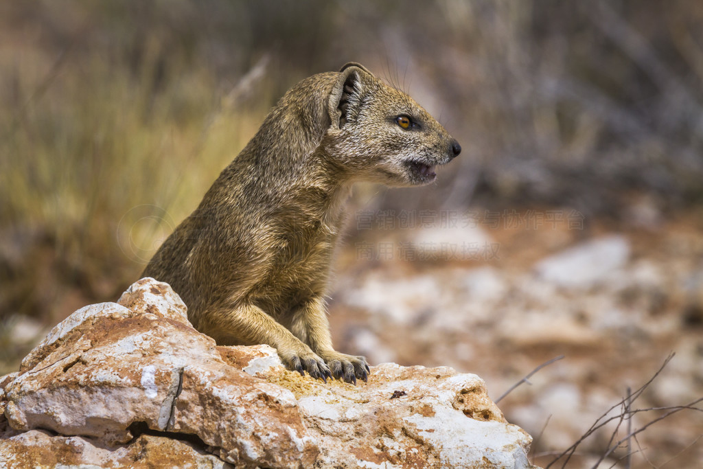 Ϸ Kgalagadi 羳԰Ļɫè¶ݣƵ Cynictis penicillata 塣Ϸ Kgalagadi 羳԰Ļè