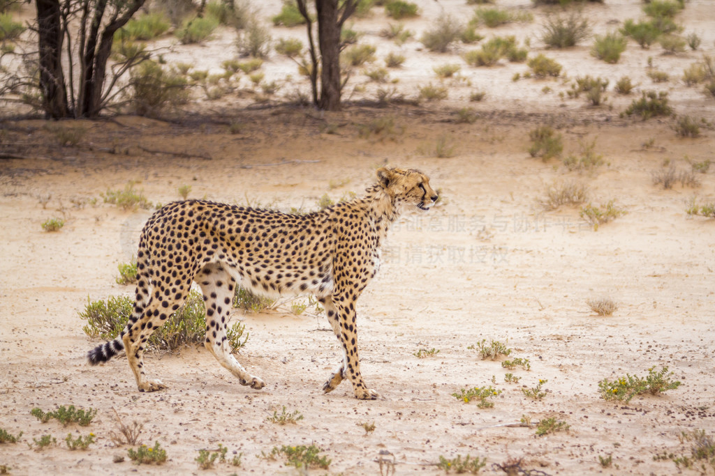 ԱϷ Kgalagadi 羳԰ĸɺߣèƶ Acinonyx jubatus 塣Ϸ Kgalagadi 羳԰Ա