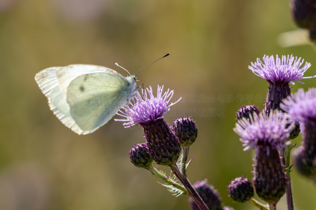 ԼΪʳĴ (Pieris brasicae) 