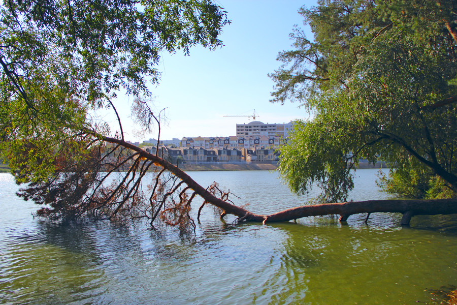 倒下的树现代建筑河岸上的现代联排别墅城市全景