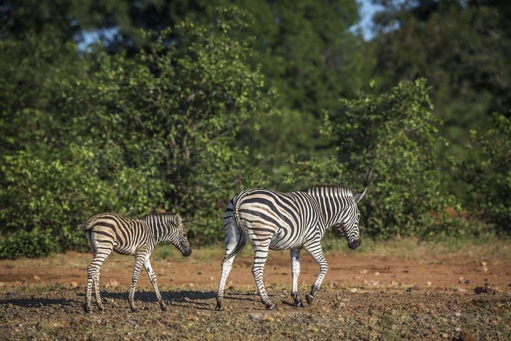 Ϸǿ³ҹ԰ԭߵƽԭĸӤ Equus quagga burchellii ơϷǿ³ҹ԰ƽԭ