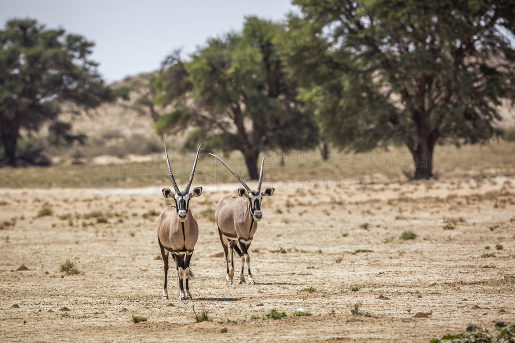 ֻϷϷ Kgalagadi 繫԰ĺߵͼţơϷ Kgalagadi 羳԰Ϸ