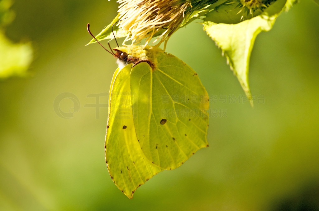 ǺGonepteryx rhamni