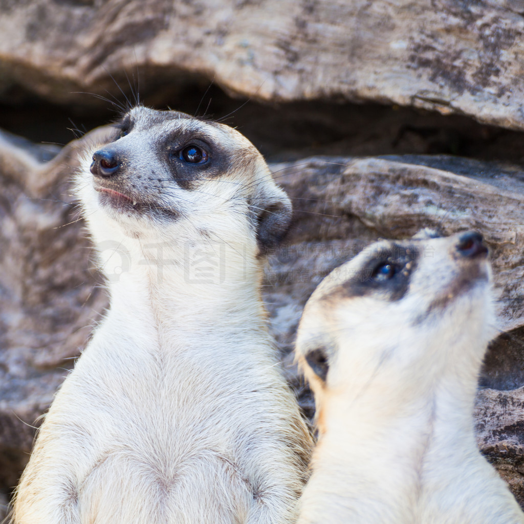 è (Suricata suricatta) վĴѰҰȫΪ