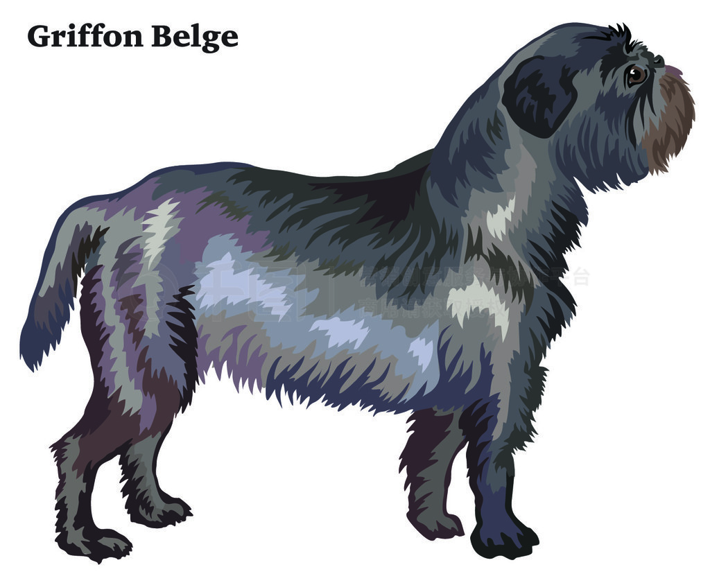 վ Griffon Belge еФ, ʸɫͼڰɫ±