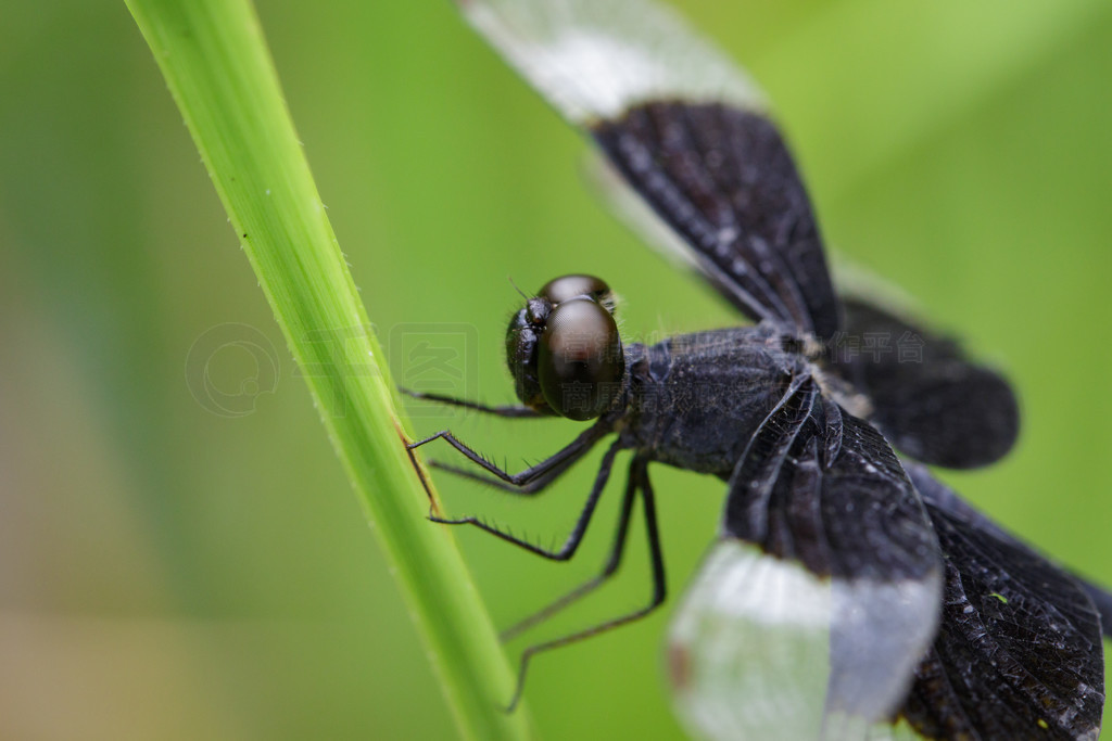 ҶϵȾɫˮƲ (Neurothemis Tullia) ͼ涯