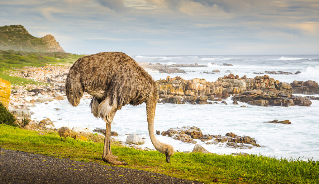 Ϸǿհ뵺ǵĴ (Struthio Camelus) С·߷