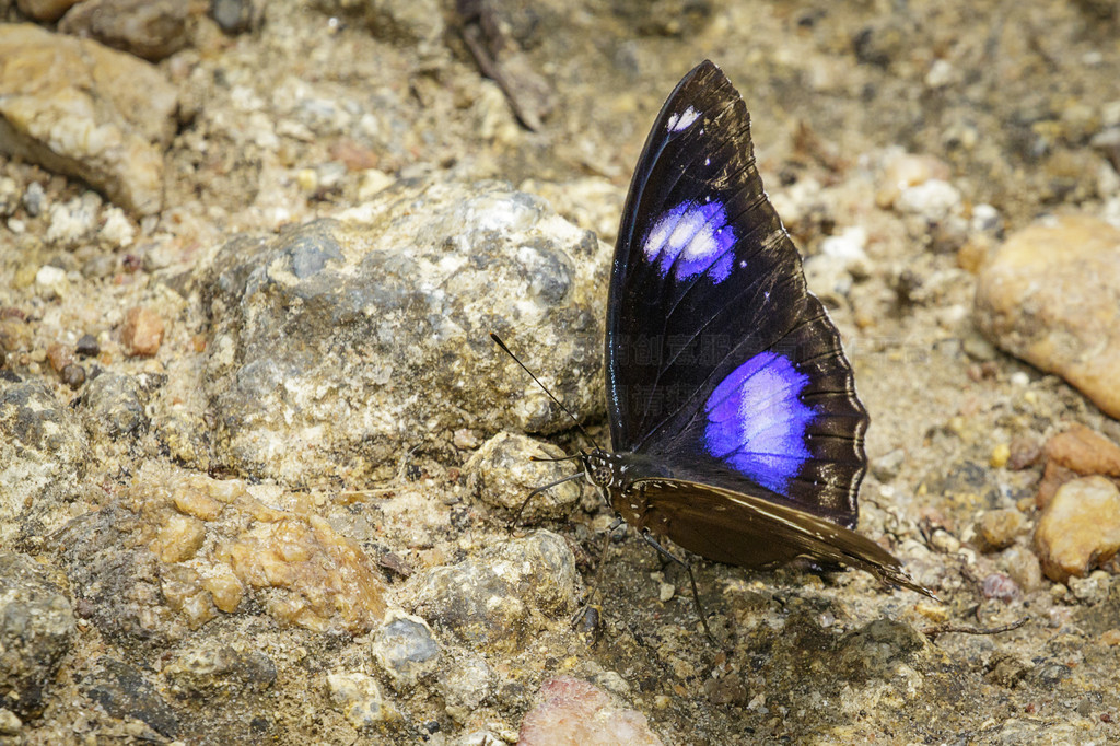 Ȼ Danaid Eggfly ͼ涯