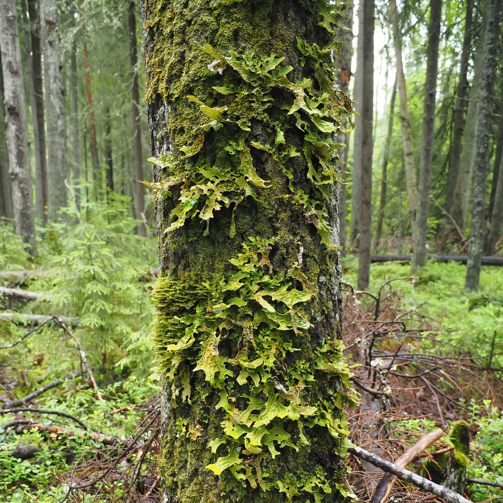 Lobaria pulmonaria ɭ