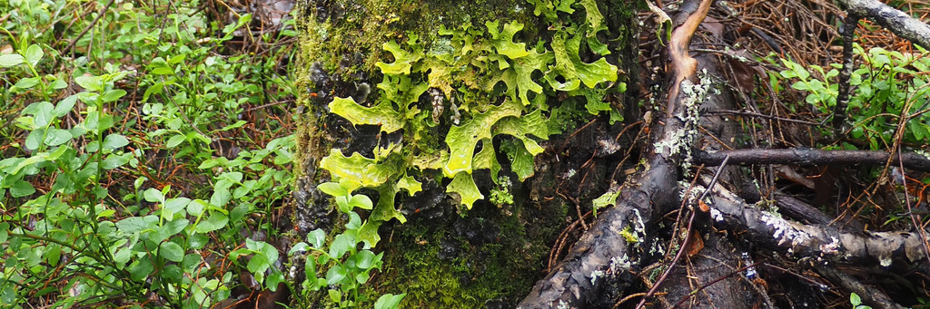 Lobaria pulmonaria ɭ