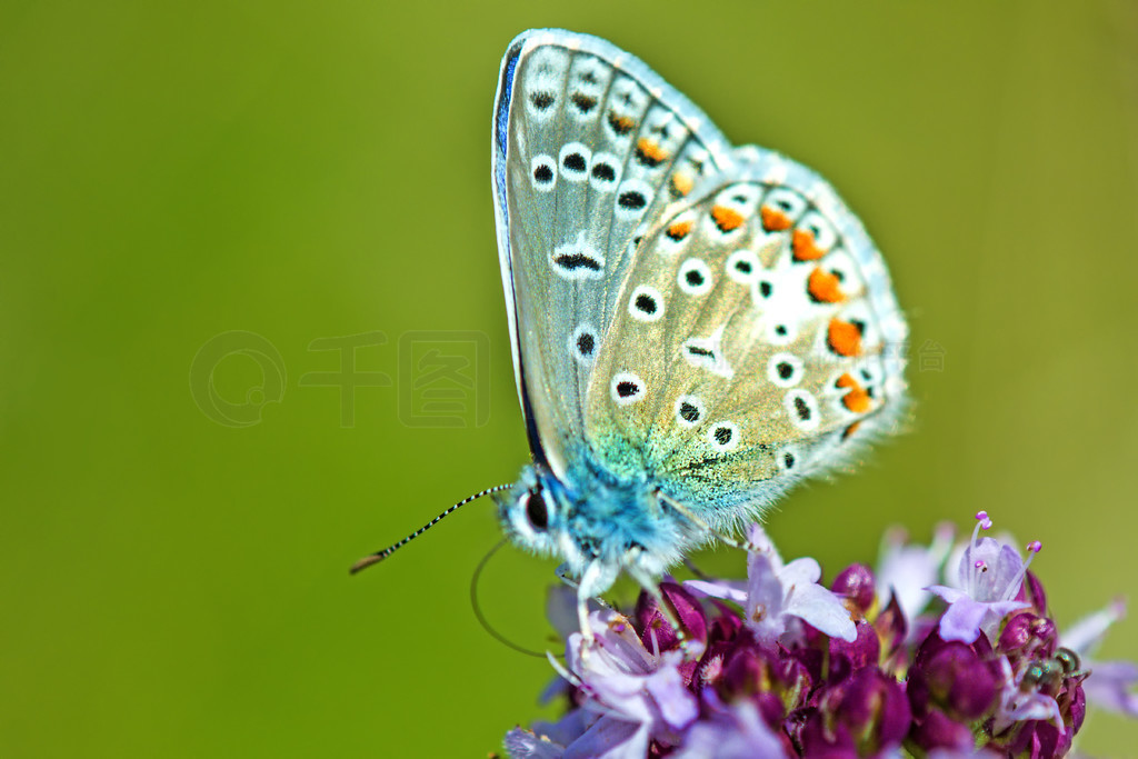 ɫPolyommatus icarusţϡɫPolyommatus icarusһţ