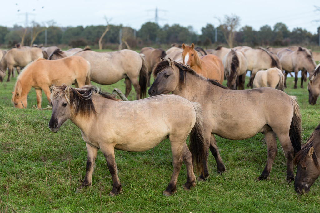 ҹ԰ Oostvaardersplassen  Konik ȺƬµĻҰŴԼ 1000 ƥҰҹ԰ Oostvaardersplassen һȺ konik 