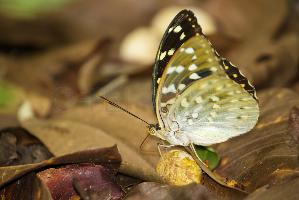 ͨ󹫺 (Ů) (Lexias pardalis disteana) Ȼµͼ涯