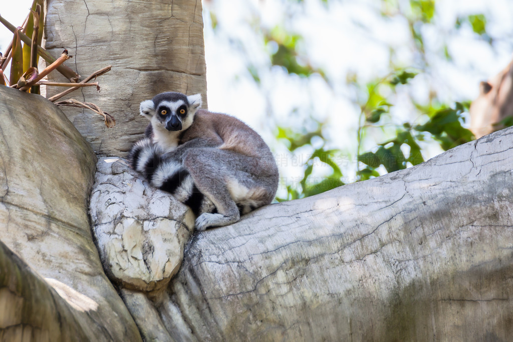 β (Lemur catta) 