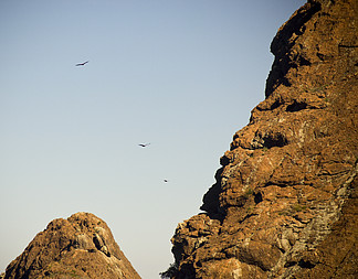悬崖上的鹰图片