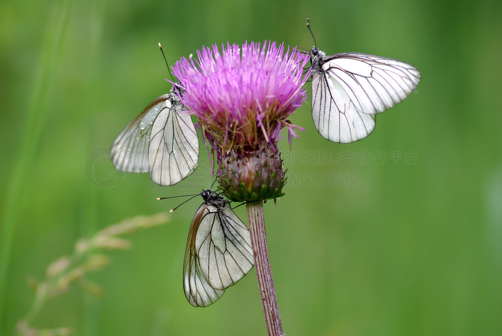 ׺ (Aporia crataegi) ڷۺɫĻ