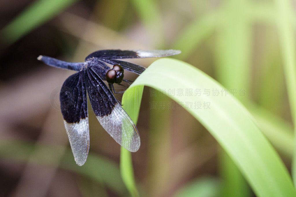 ҶϵȾɫˮƲ (Neurothemis Tullia) ͼ涯