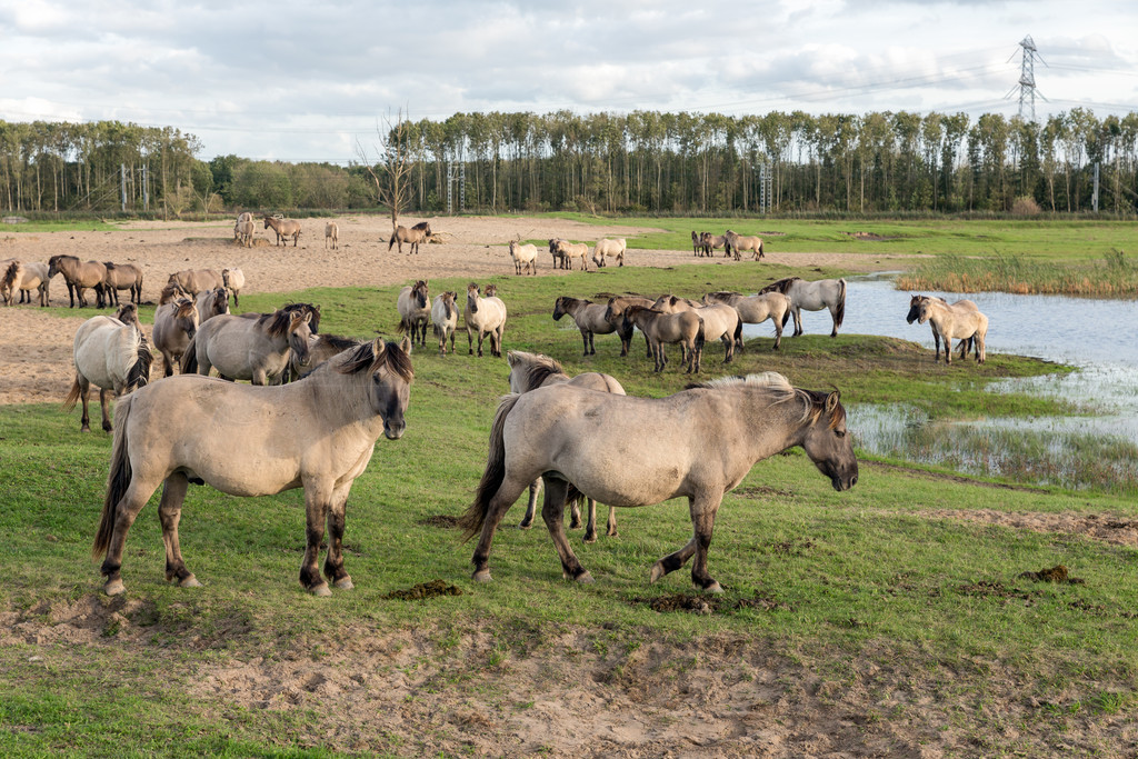 ҹ԰ Oostvaardersplassen һȺ Konik ˮظҹ԰ Oostvaardersplassen Ⱥ