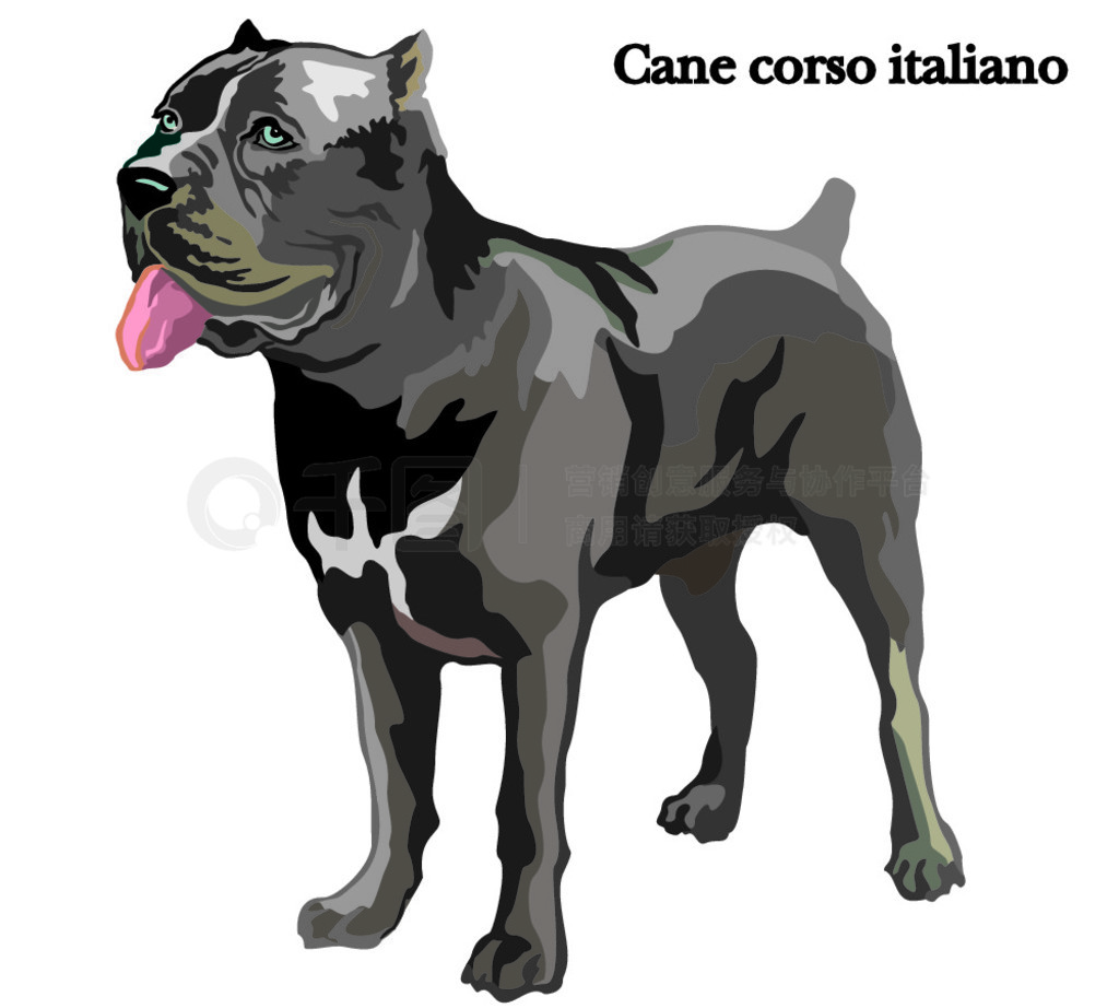 վĹ Cane corso italiano Фڰɫϸʸɫͼ