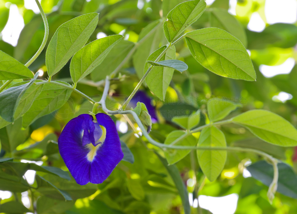 Clitoria ternatea 㶹ڶǣ䱻ʳɫ