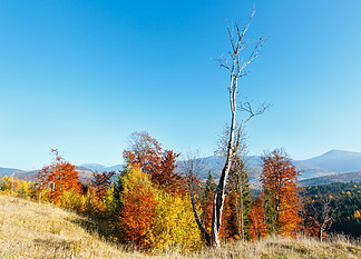 喀尔巴阡山脉（Yablunytskyj Pass，伊万诺-弗<i>兰</i>科夫斯克州，乌克<i>兰</i>）的晨秋斜坡（有五颜六色的树木）。在 Gorgany 山脉上查看。