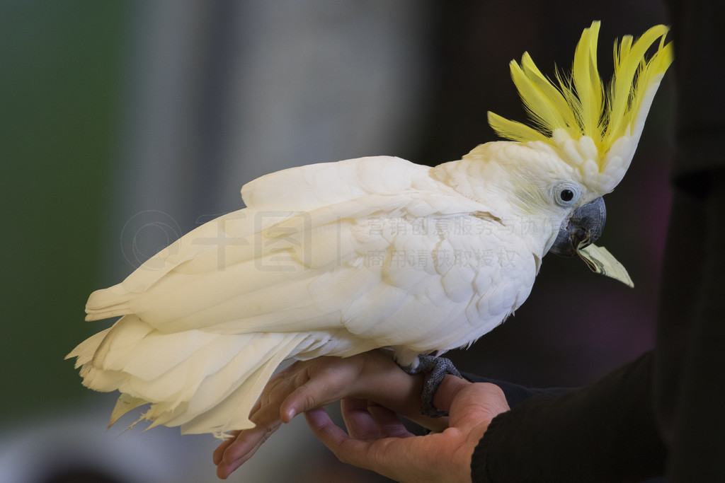 ȻϵڷͷĻ cacatua galerita ͼҰ