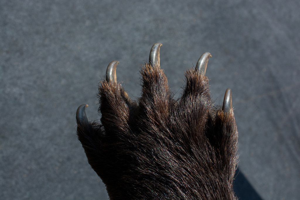 黑熊爪子有锋利的爪子