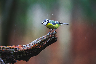 藍雀鳥特寫