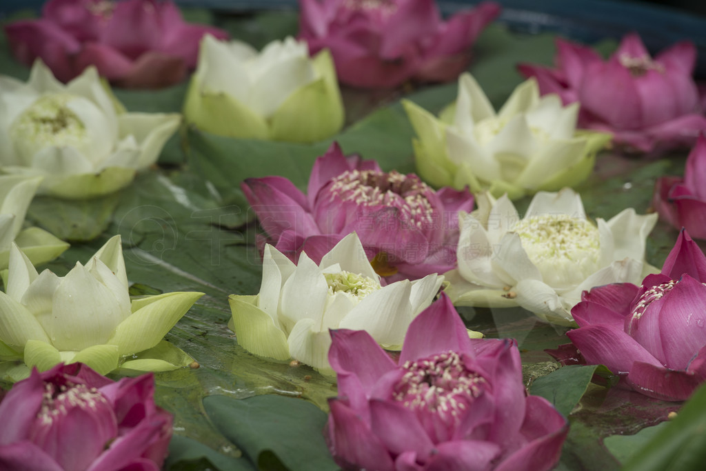 ̩޹㳡԰ Jim Thompson House װ.. ASIA THAILAND BANGKOK THOMPSON HOUSE FLOWERS