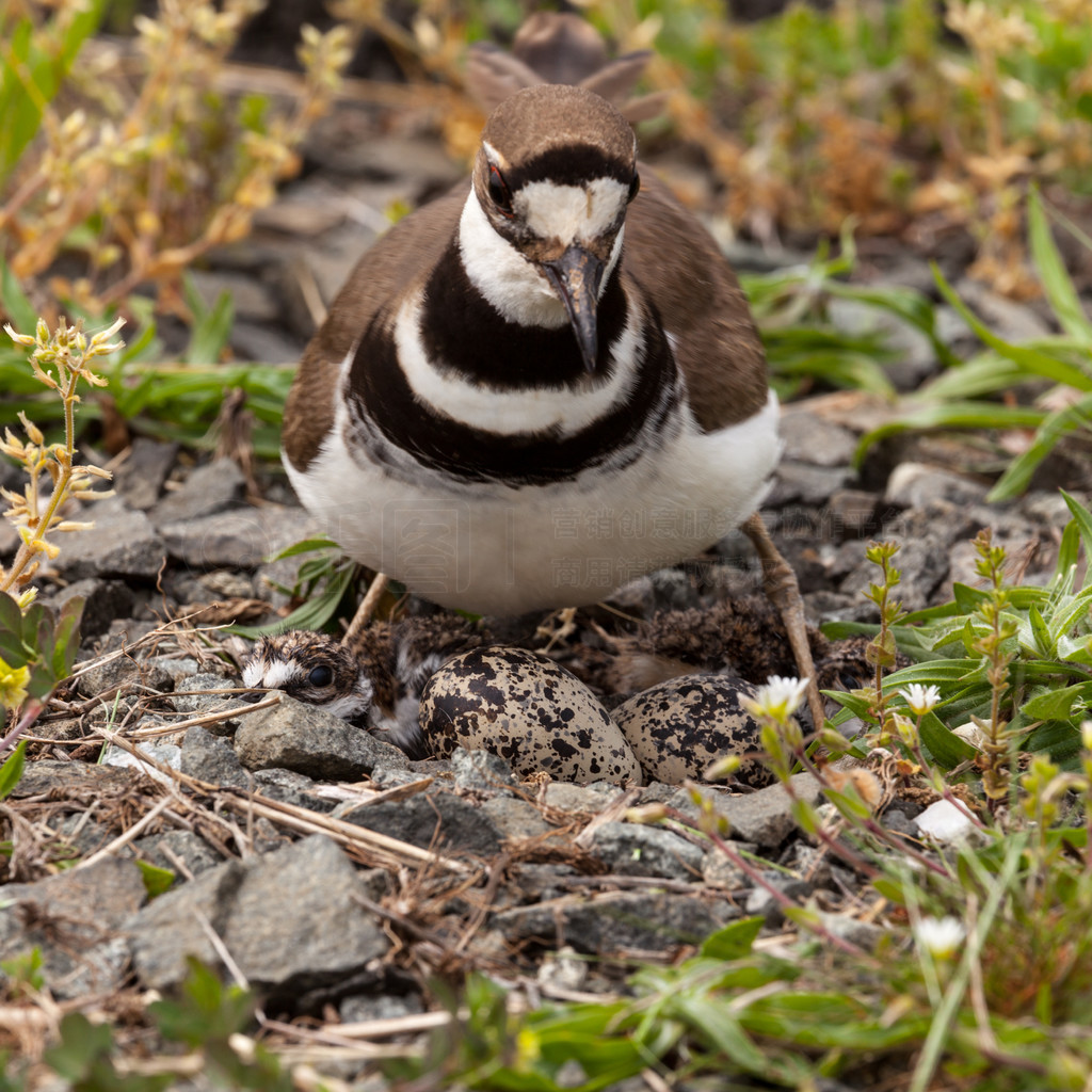 Killdeer ʱдͷϷСͼ