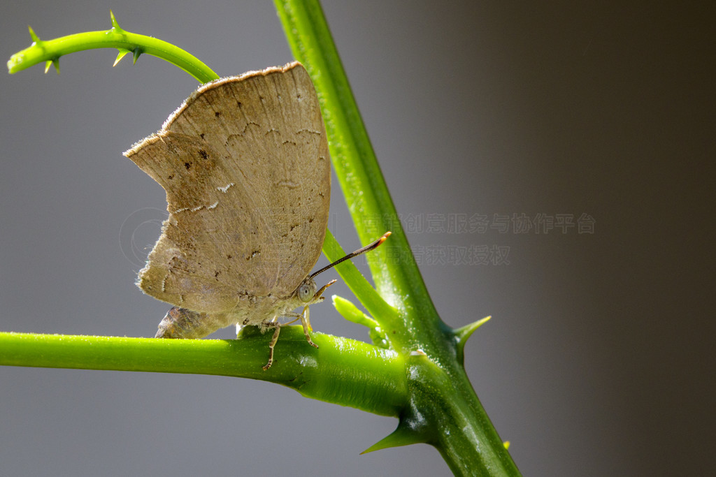  (Lycaenidae) ȻµҶϵͼ涯